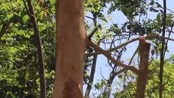 CLEAN : Kofi Annan urges action against deforestation in Ghana News Clip