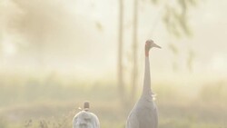 Eastern Sarus Crane (Grus antigone) Stock Footage