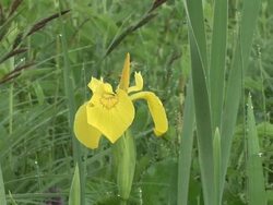 HD: Spring flower Stock Footage