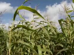 Maize sweet corn crop Stock Footage