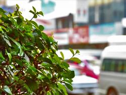 Green leaves and city life background Stock Footage