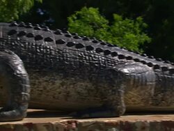 CU PAN Tail to head crocodile statue / Carpentaria, Queensland, Australia Stock Footage
