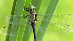 Eespecie en Peligro Instructional Video