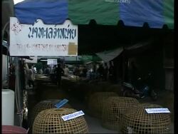 Avian flu has been discovered in new provinces in Thailand News Clip