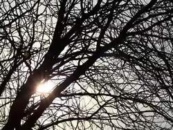 Sunset through windy trees. Stock Footage