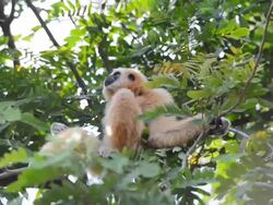 Gibbon Stock Footage