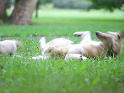 Dog and puppies Stock Footage