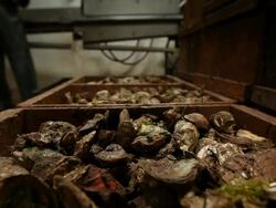 Oyster Stock Footage