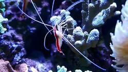 Exotic fishes in Aquarium Stock Footage