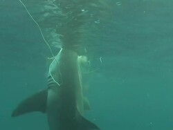 Medium Long Shot hand-held - A great white shark snatches bait and pulls it underwater. Stock Footage