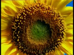 T/L - BCU Sunflower stamens opening Stock Footage