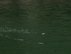 Eagle swooping for fish Stock Footage