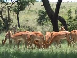 Antelopes Stock Footage