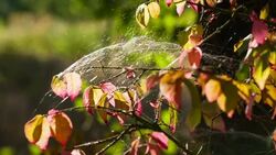 Spider web and spider stagger in wind on leaves. Stock Footage