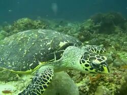 CU Sea Turtle Stock Footage