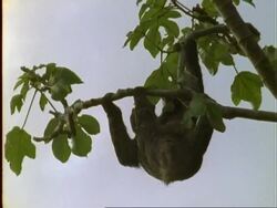 Three-toed Sloth, MS sloth hangs from branches, eats leaf; green algae visible in fur, Panama Stock Footage