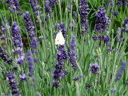 MS Farm of lavandulaÃ‚Â angustifolia / Serrig, Rhineland-Palatinate, Germany Stock Footage