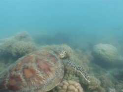 MS POV Turtle swimming in great barrier reef  AUDIO / Queensland, Australia Stock Footage