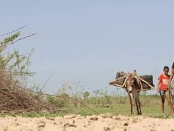 MS LA TS Shot of Woman transporting water / Pilao Arcado, Bahia, Brazil Stock Footage