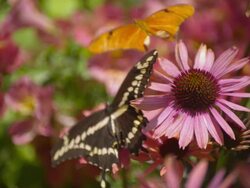 CU SLO MO Shot of Swallowtail butterfly and Julia Heliconian butterfly flying away from pink daisy / Santa Barbara, California, United States Stock Footage