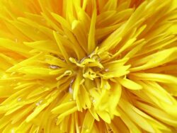 Water droplets fall on Sunflower Stock Footage
