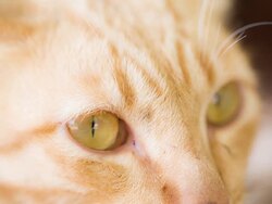Kitty Close Up Stock Footage