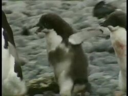 MS Adelie Penguins, Pygoscelis adeliae, juveniles chasing adult penguin over rocky ground, Antarctica Stock Footage