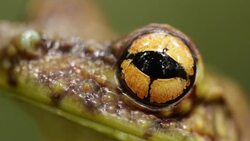 Canelos Treefrog (Ecnomiohyla tuberculosa) a very rare canopy dwelling tree frog from the western Amazon. Close-up of eye blinking Stock Footage
