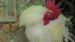 Cock is Cleaning Feathers Stock Footage