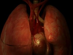 Extreme Close Up push-in tilt-up - Parasitic worms flow through a spinal column behind human organs in a computer-generated animation. Stock Footage