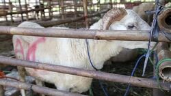 Muslims Celebrate Eid Al-Adha In Indonesia Stock Footage