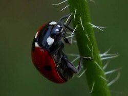 Ladybug Stock Footage