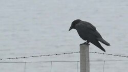 Raven on a fence Stock Footage