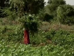 Farmer gathers bushes for cattle fodder Stock Footage