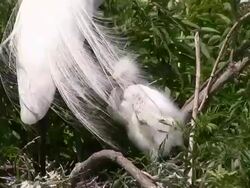 Egret Chick and Plumes, Closeup Stock Footage