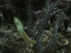 Seahorse 4 - HD 1080/30F Stock Footage