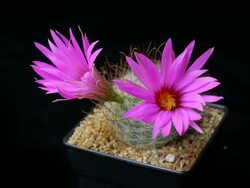 Cactus flowers blooming timelapse isolate. Stock Footage