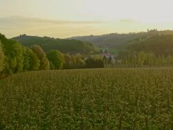 AERIAL Apple orchard at sunrise Stock Footage