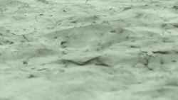 CLEAN : Fog and mirrors: Eliasson brings mystic beauty to Versailles News Clip