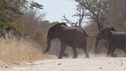 Elephants crossing road on Hwange National Park News Clip