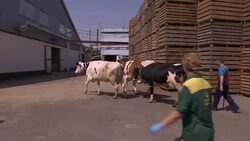 From farms to factories, Russians wary of joining WTO Instructional Video