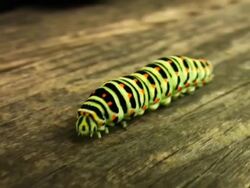 PAL: Swallowtail caterpillar Stock Footage