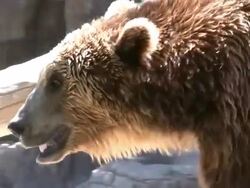 Bear at zoo Stock Footage