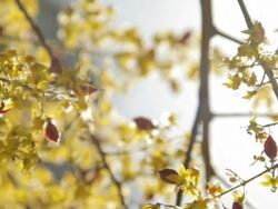 Golden Raintree in Bloom Stock Footage