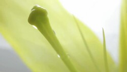 Water droplets fall on Lily Stock Footage
