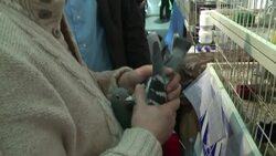 CLEAN: Belgian racing pigeons lure rich Chinese aficionados News Clip