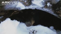 The Bear and the Hare - The Truth Instructional Video