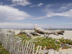 Shot of Wooden fence protecting sand dune, Drift wood and Sea fig ice plants flowers (Carpobrotus edulis) in Nature preserve / Aleria, Corsica, France Stock Footage