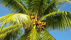 Coconut palm tree against blue sky Stock Footage
