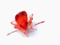 Small Firebug Stock Footage